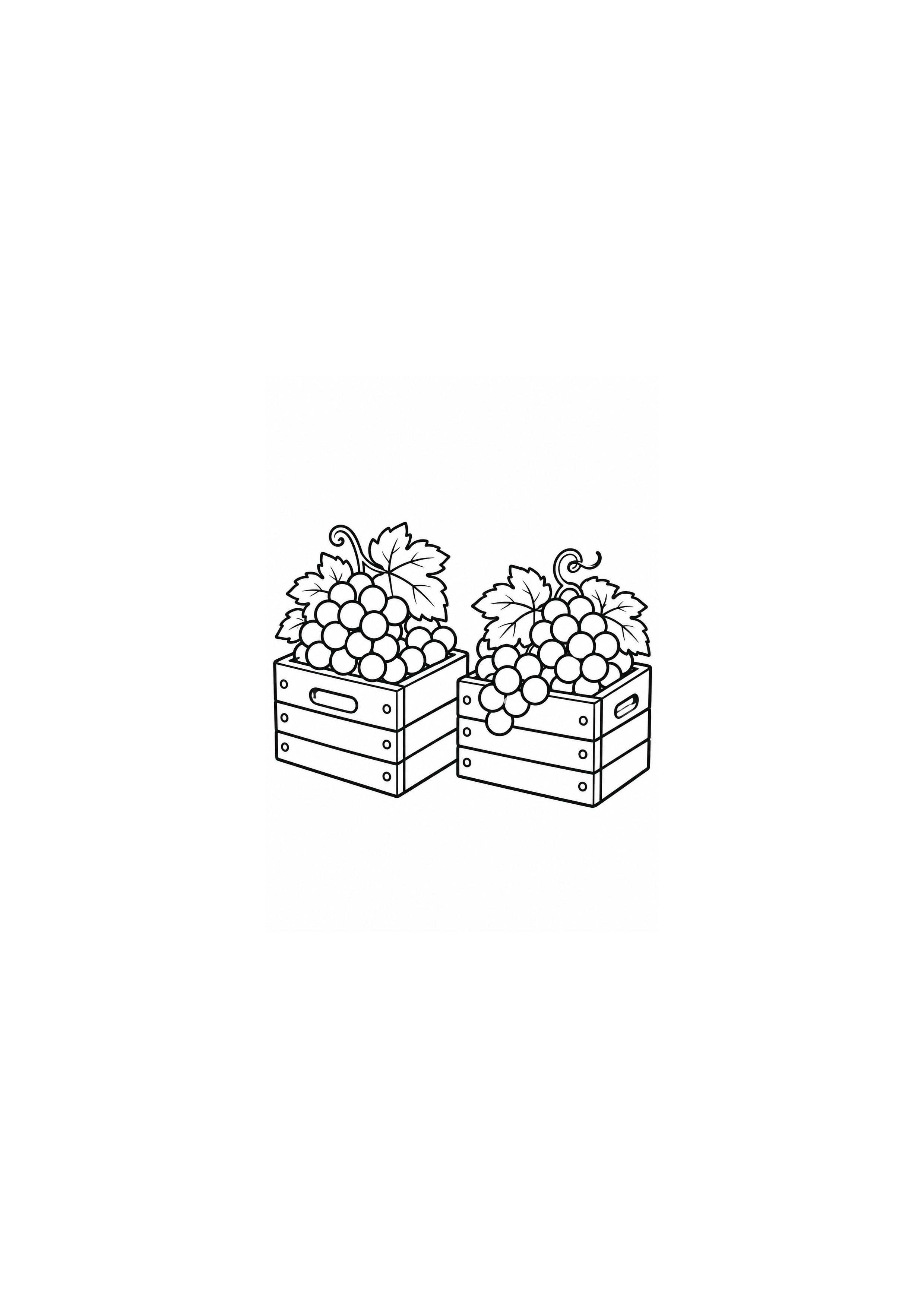 Caixas cheias de uvas